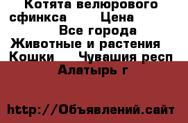 Котята велюрового сфинкса. .. › Цена ­ 15 000 - Все города Животные и растения » Кошки   . Чувашия респ.,Алатырь г.